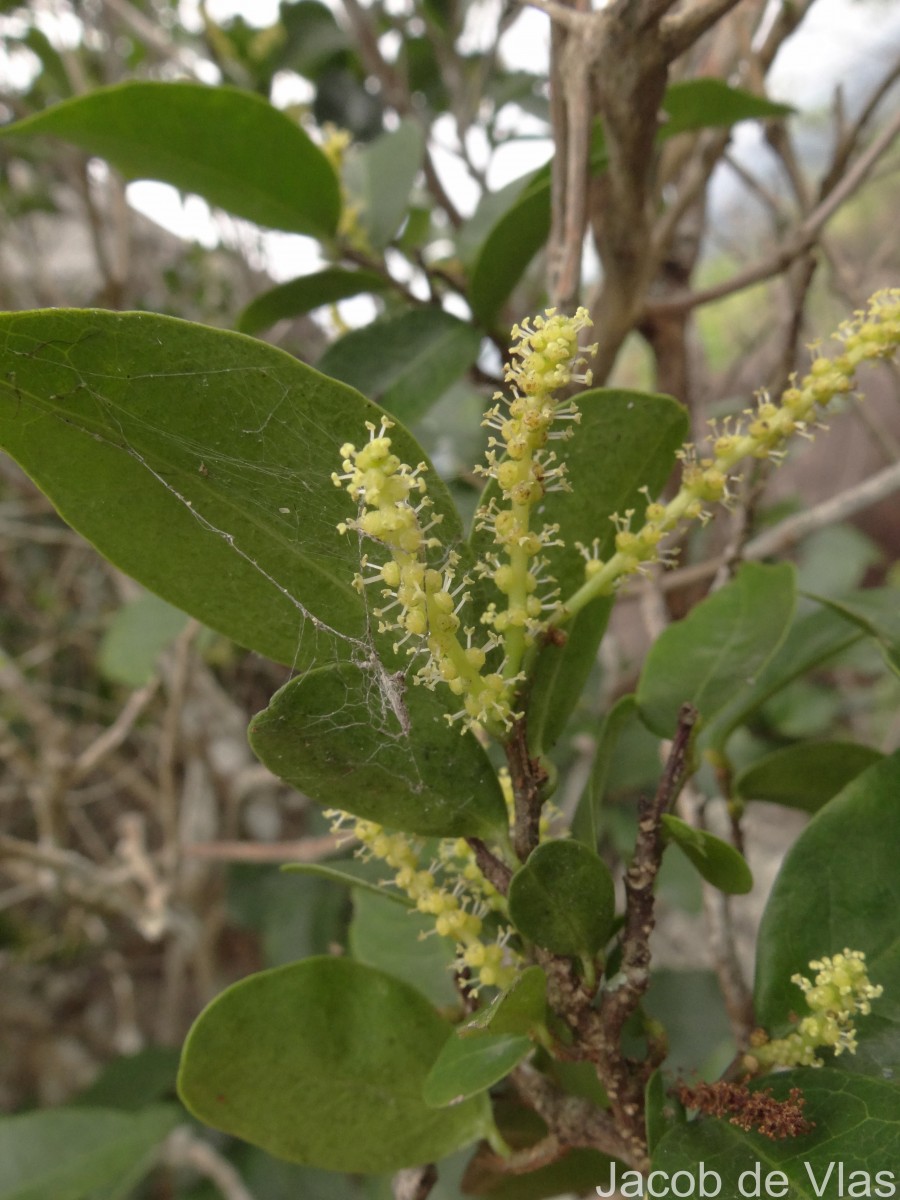Antidesma alexiteria L.